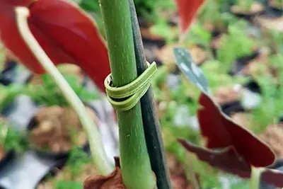 Arame Plastificado para Orquídeas